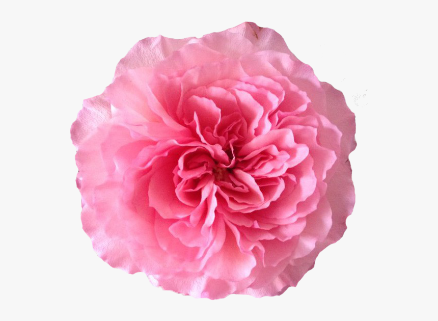 Mayra's Rose, HD Png Download