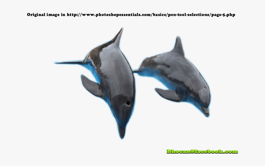 Jumping Out Of The Water, HD Png Download