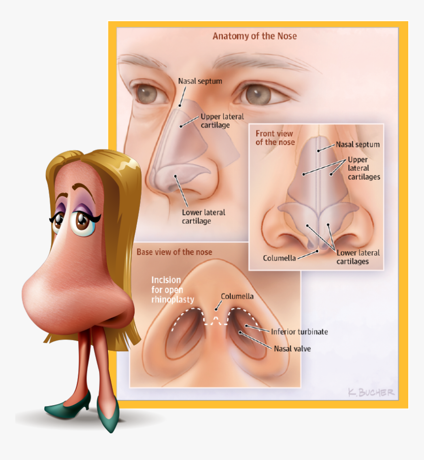Rhinoplasty, Commonly Known As A “nose Job,” Is The - Nasal Anatomy Plastic Surgery, HD Png Download