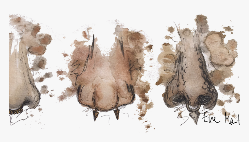 Sketch, HD Png Download