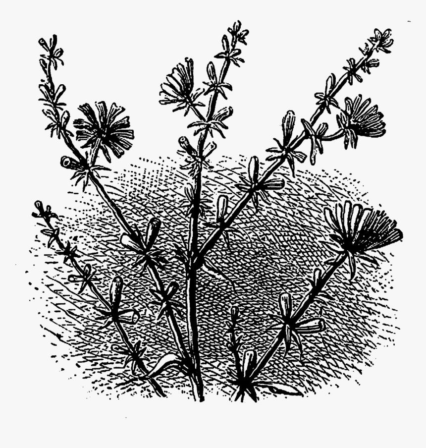 Wild Flower Clipart Black And White Jpg Freeuse Stock - Flower, HD Png Download