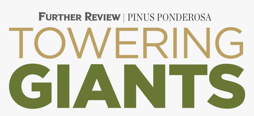 Towering Giants - Spokesman-review, HD Png Download