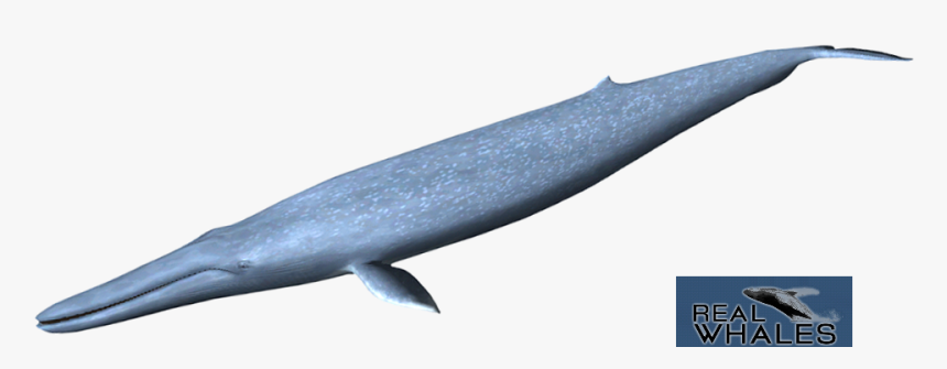 Blue Whale Png - Blue Whale, Transparent Png