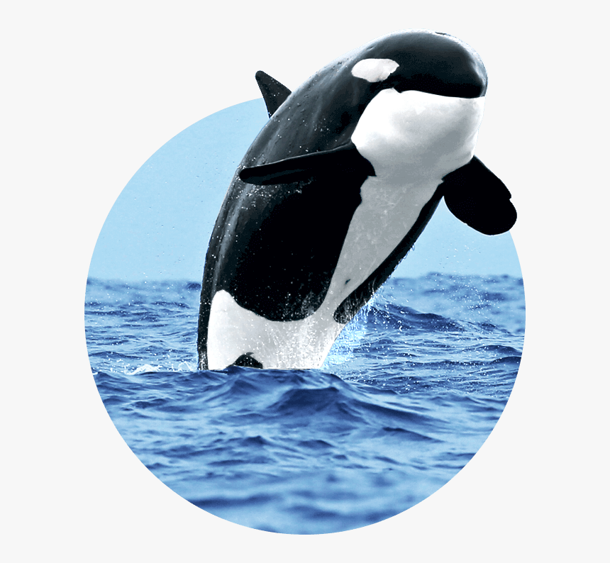 Killer Whale, HD Png Download