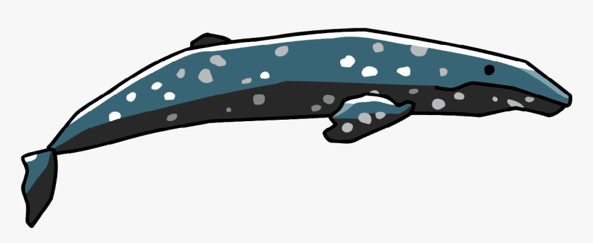 Cetacea Png Image - Gray Whale, Transparent Png