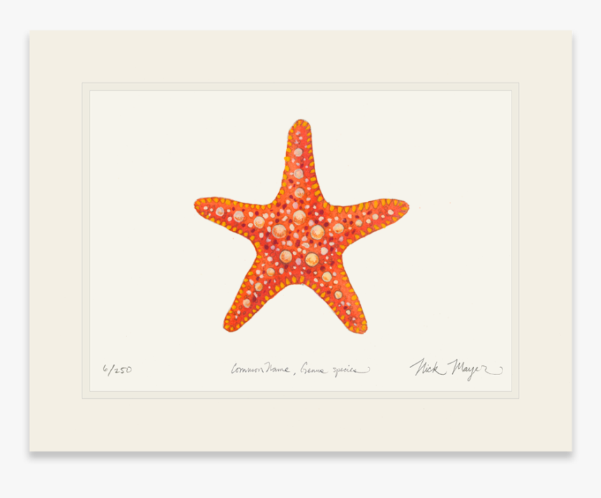 Horned Sea Star - Starfish, HD Png Download