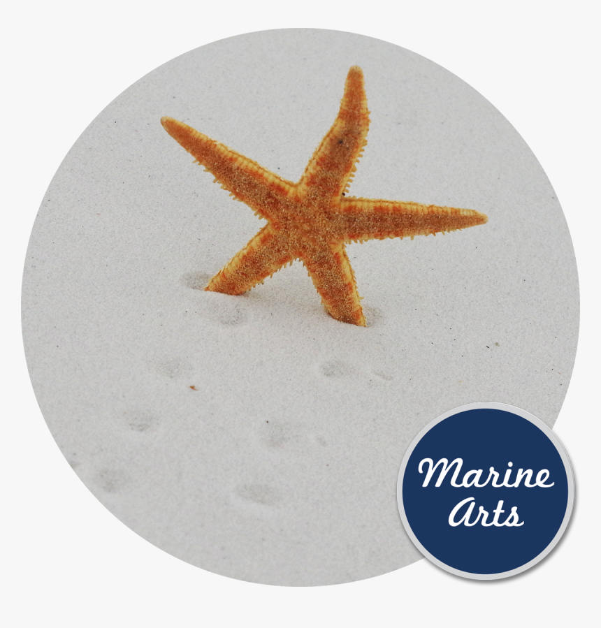 Starfish, HD Png Download