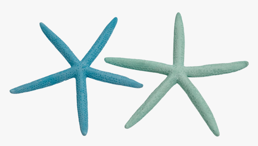 10 Finger Starfish 2 4 Dyed Pastel - Starfish, HD Png Download