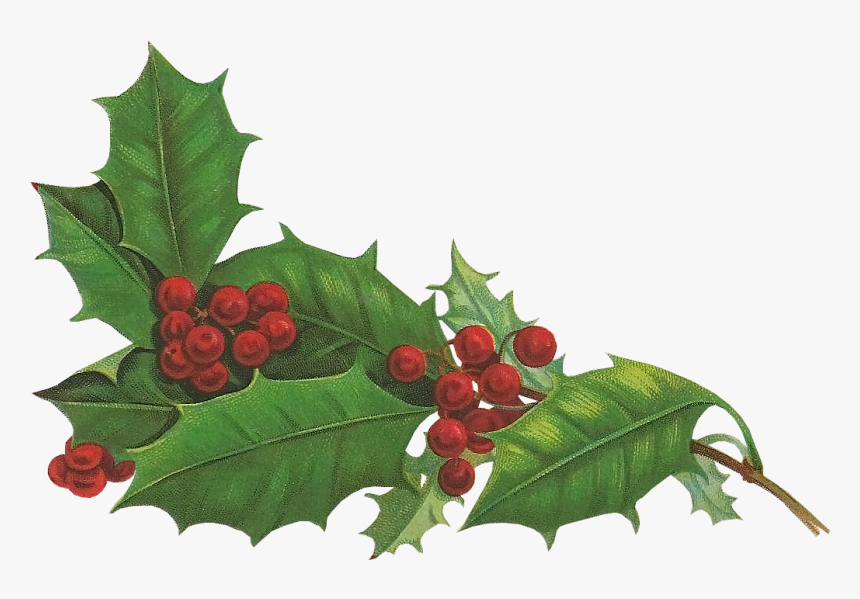 Holly Aquifoliales Christmas Holiday Snowman - Holiday Holly Png, Transparent Png