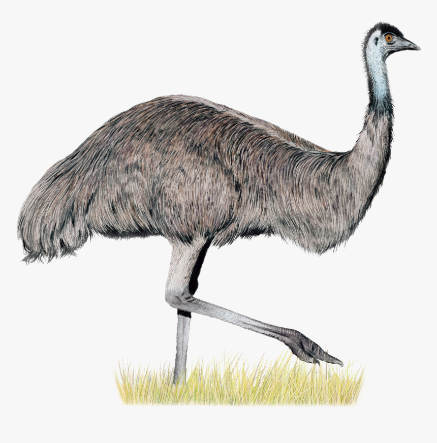 Stonemaier Games, HD Png Download