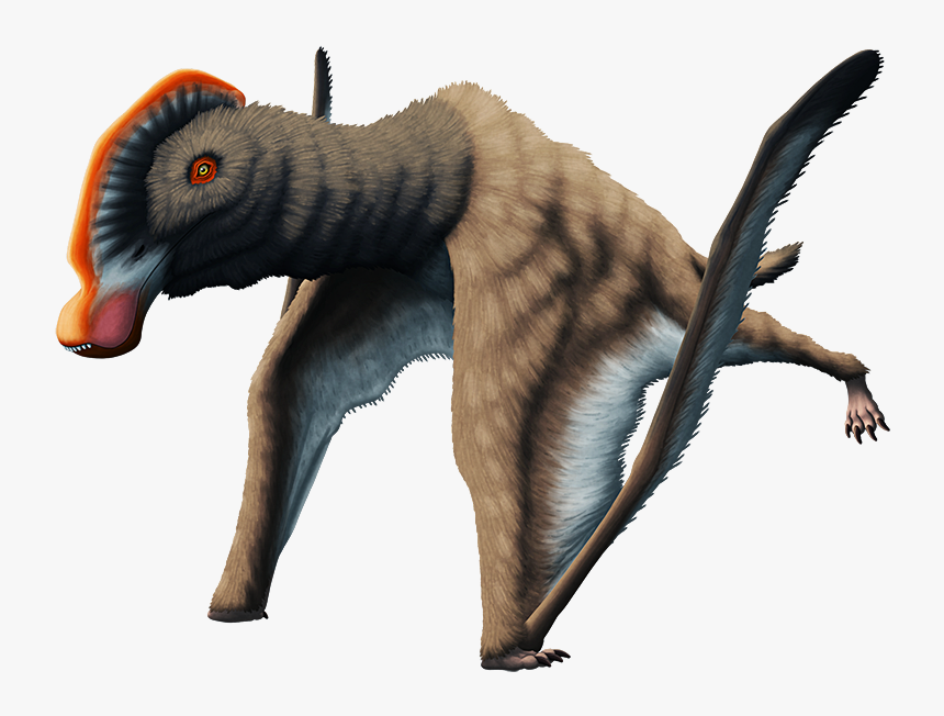 Tumblr Pn4t9muhnb1s5f2yxo1 - Cycnorhamphus, HD Png Download