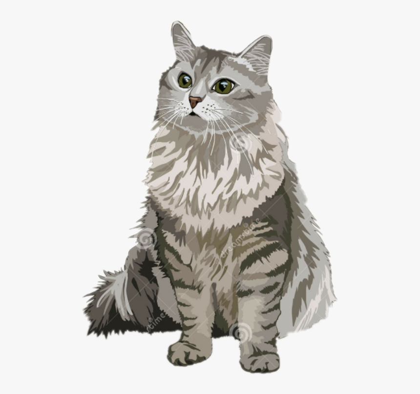 #samy #@samantha103 #cat #gato #tumblr - Domestic Long-haired Cat, HD Png Download