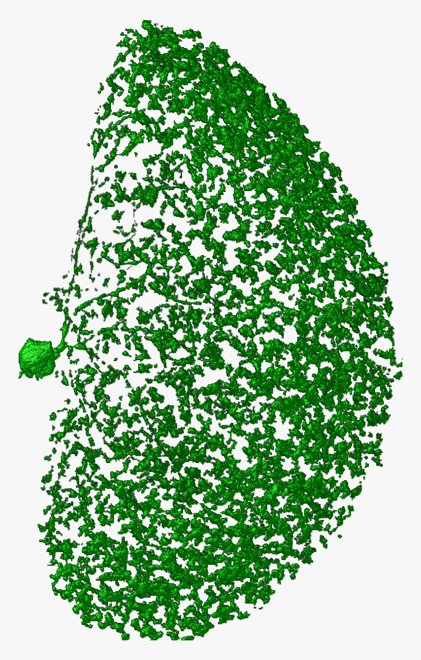 Neurons Png , Png Download, Transparent Png