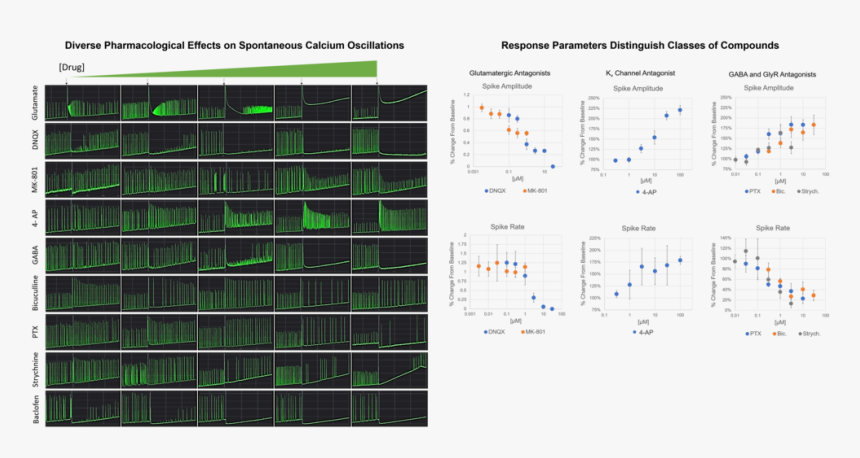 Spontaneous Calcium Oscillation Examples - Architecture, HD Png Download