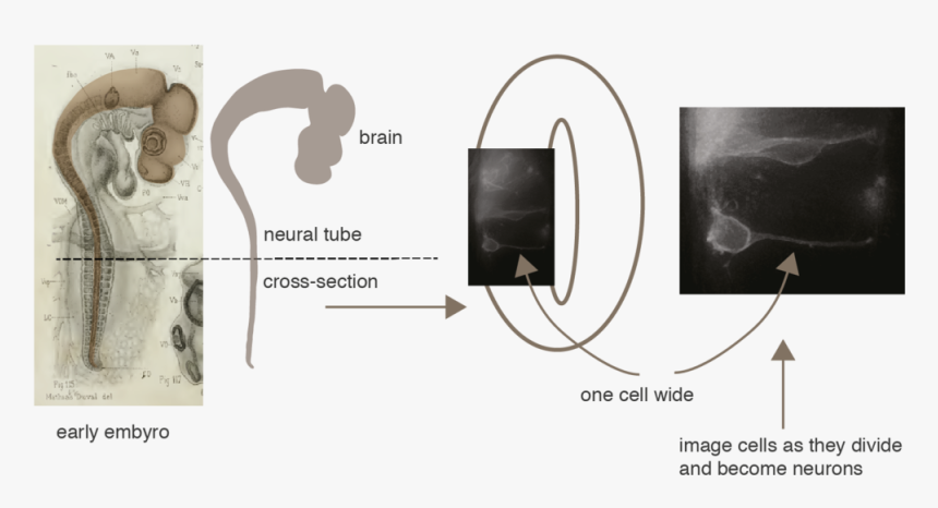 Neuro1 - Graphic Design, HD Png Download