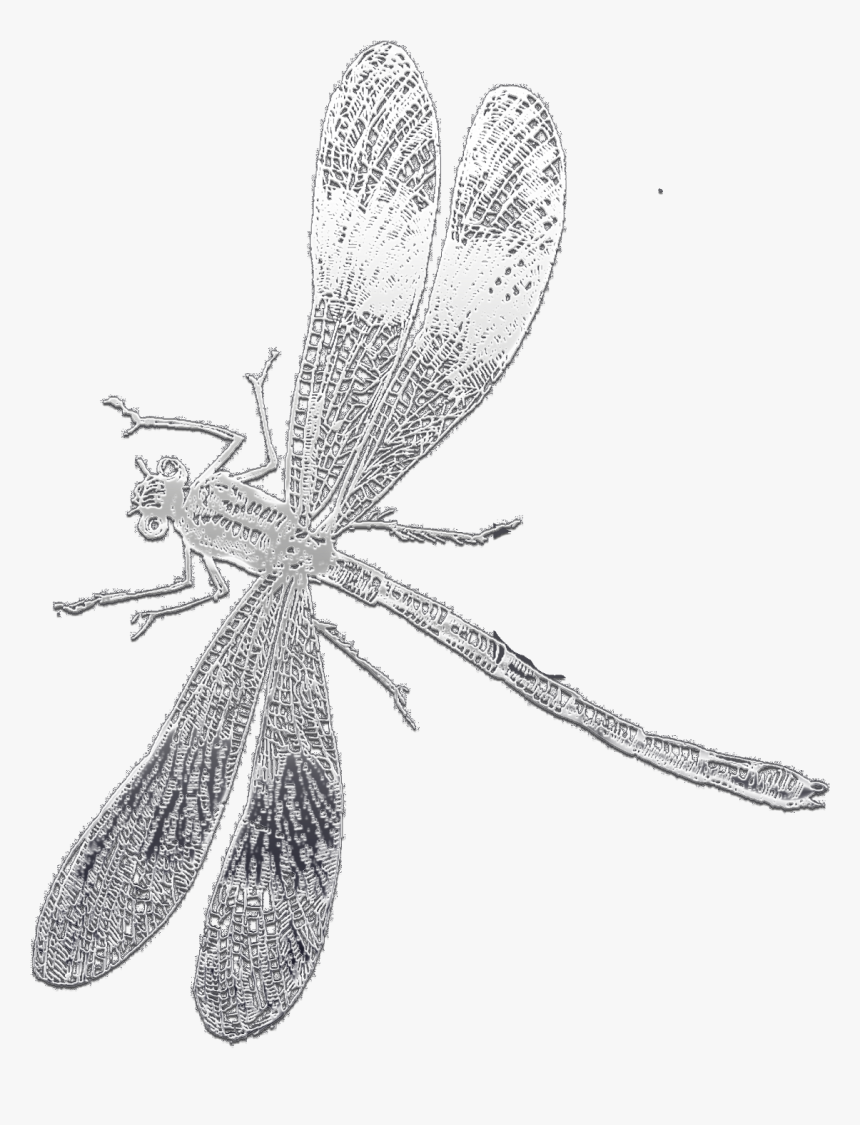 Dibujo Libélula Sin Fondo, HD Png Download