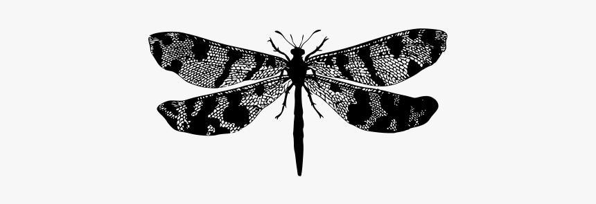 Insect, HD Png Download