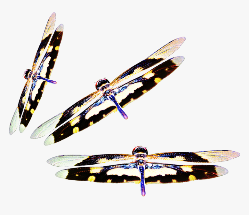 #dragonflies #three #insect #nate #wings - Surfboard, HD Png Download
