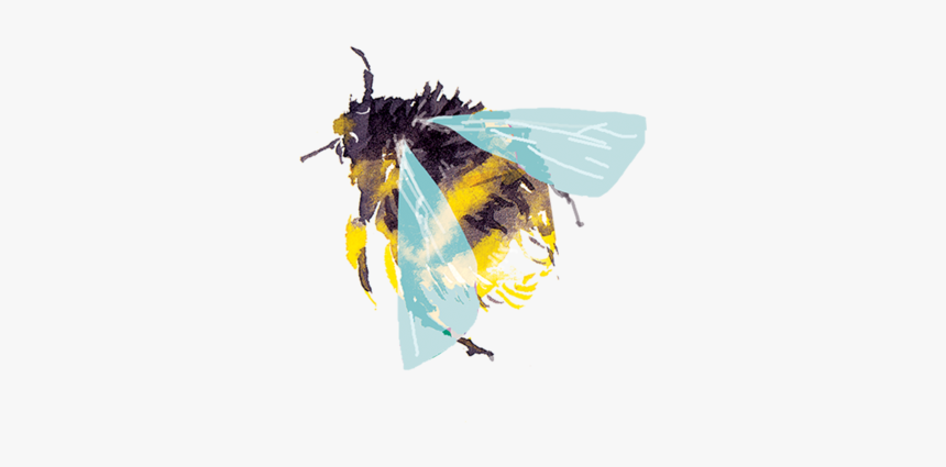 Transparent Bumble Bees Watercolor, HD Png Download