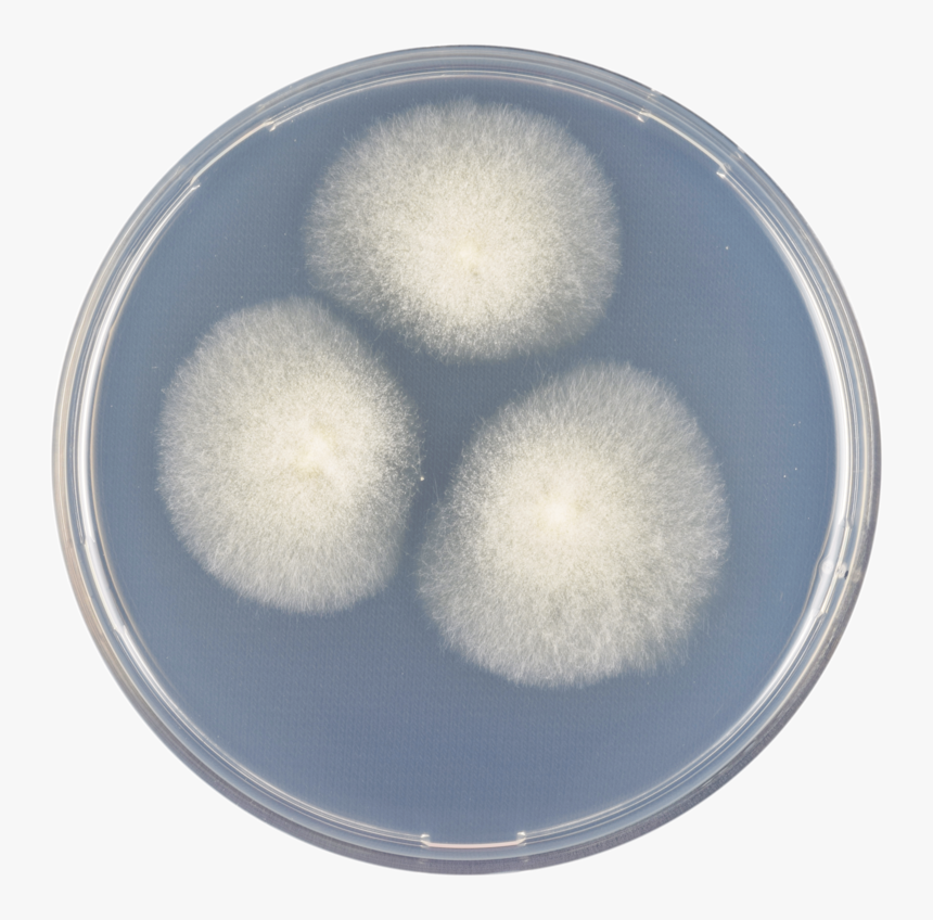 Circle, HD Png Download