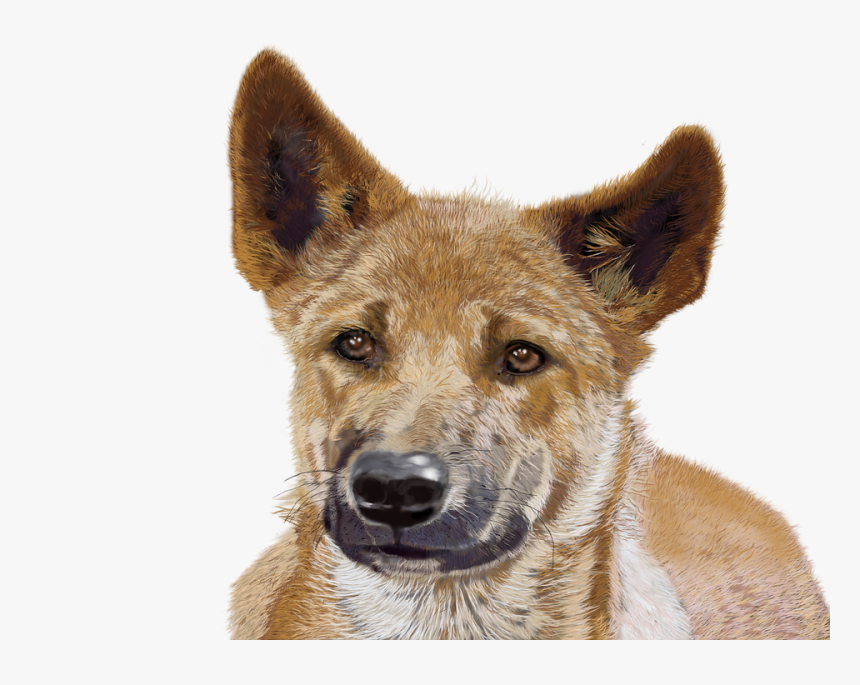 Sulimov Dog, HD Png Download