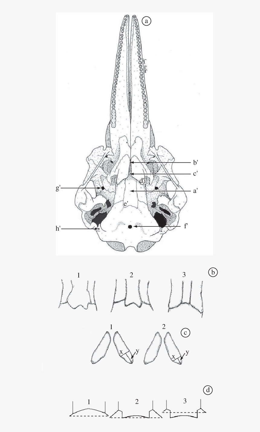 Drawing, HD Png Download