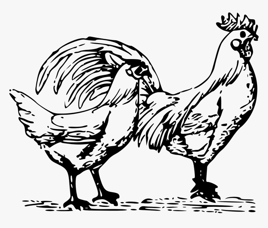 Poultry Clipart, HD Png Download