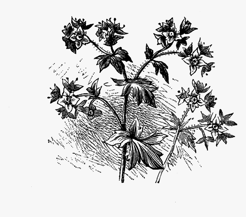 Flower Wildflower Image Digital Download - Flower Illustration Black Png, Transparent Png