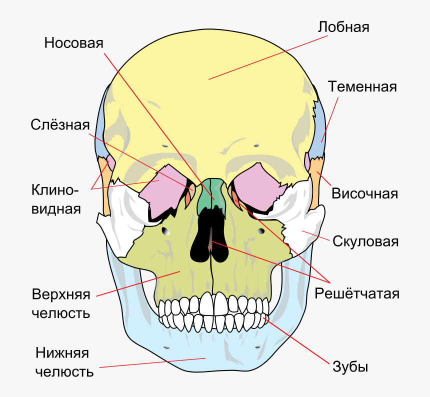 Bones Of The Skull Front, HD Png Download