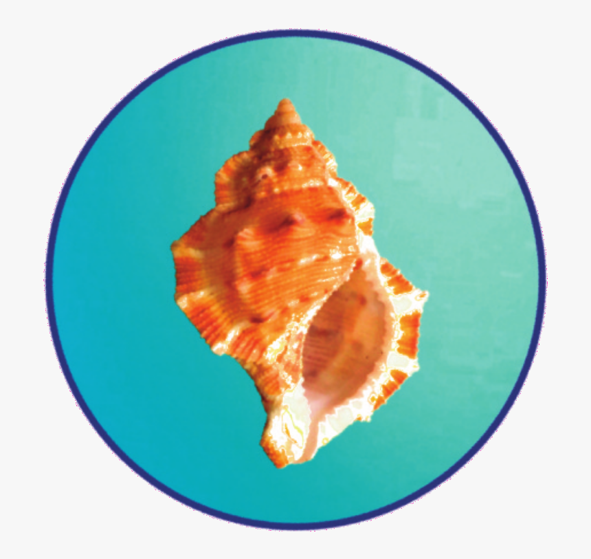Sea Shell Circlertd - Conch, HD Png Download