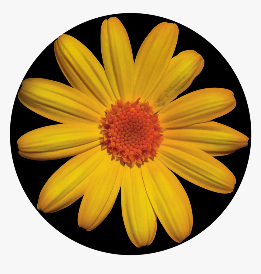 Apollo Daisy - Cs-0143 - Partia Shqiptare Demokristiane E Kosoves, HD Png Download