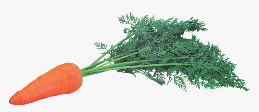 Carrot Png Image - Морков Пнг, Transparent Png