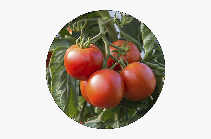 Plum Tomato, HD Png Download