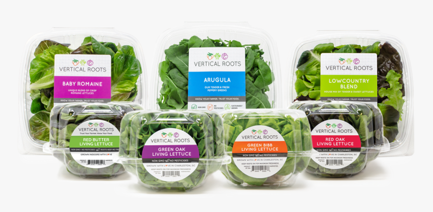 Vertical Roots 2 
 Class Img Responsive Owl First - Iceburg Lettuce, HD Png Download