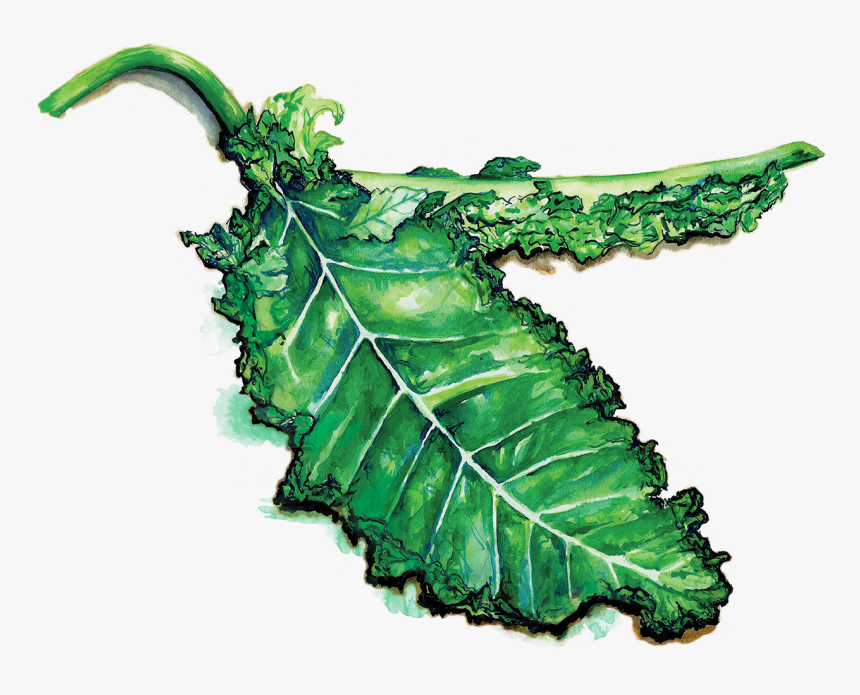 Kale, HD Png Download
