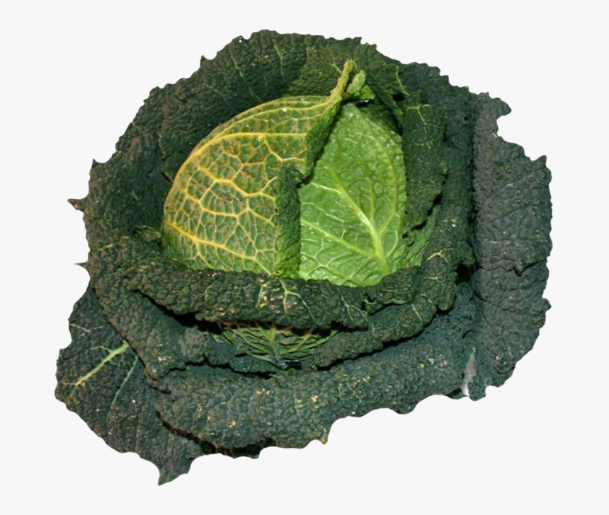 Cabbage Clipart - Wirsing, HD Png Download