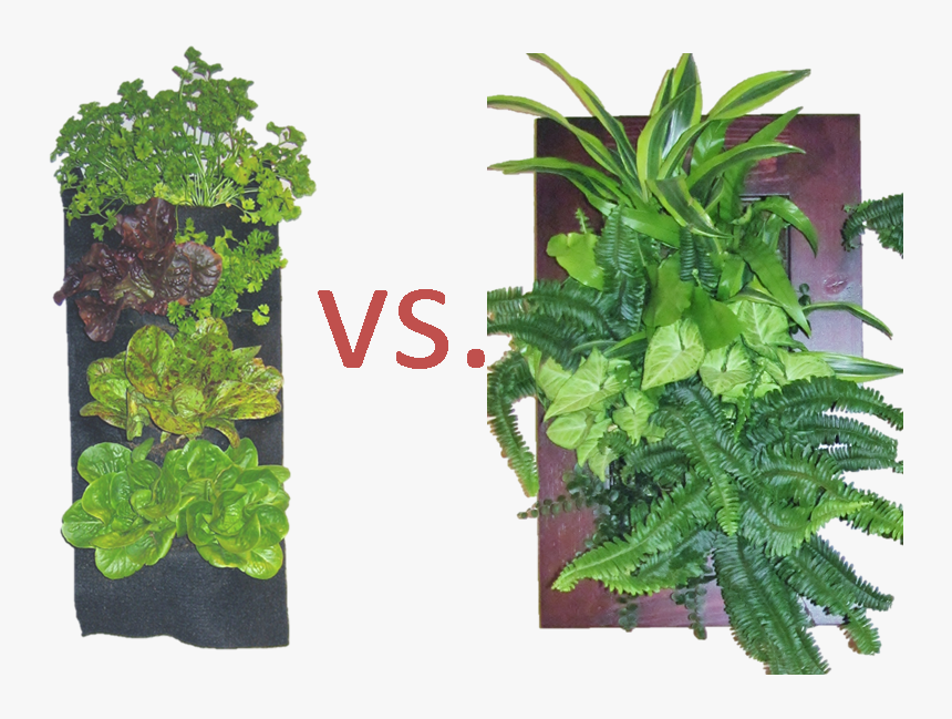 Plant Image 2 - Houseplant, HD Png Download