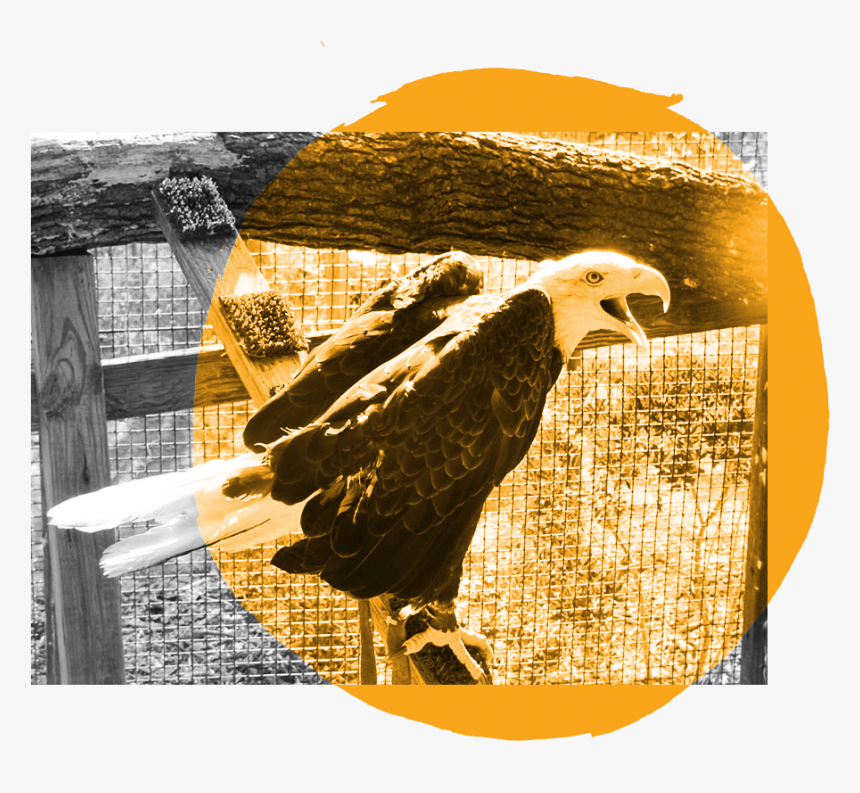 Bald Eagle, HD Png Download