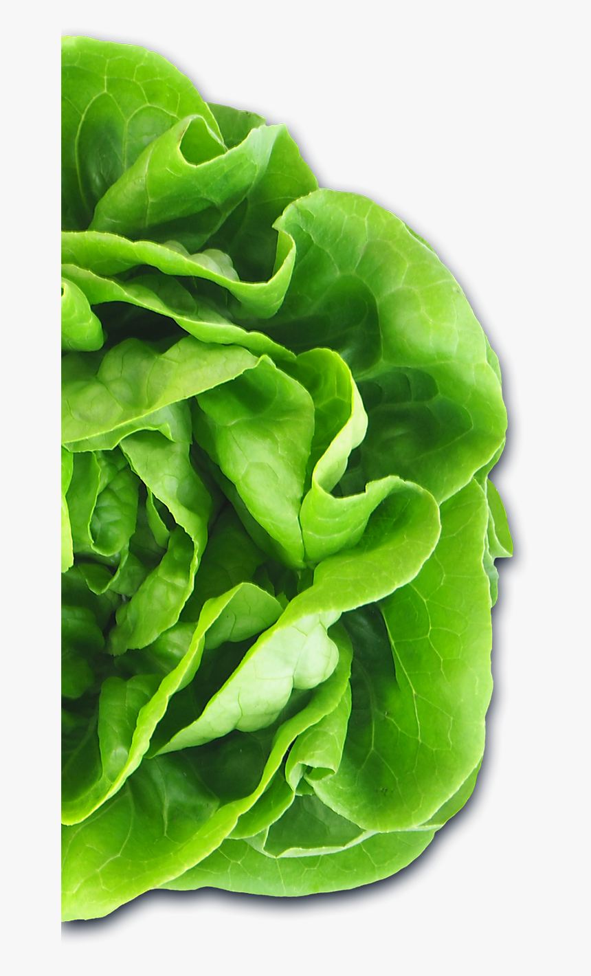 Auto Draft - Lettuce, HD Png Download