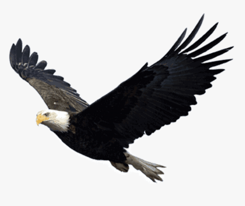 Eagle Png, Transparent Png