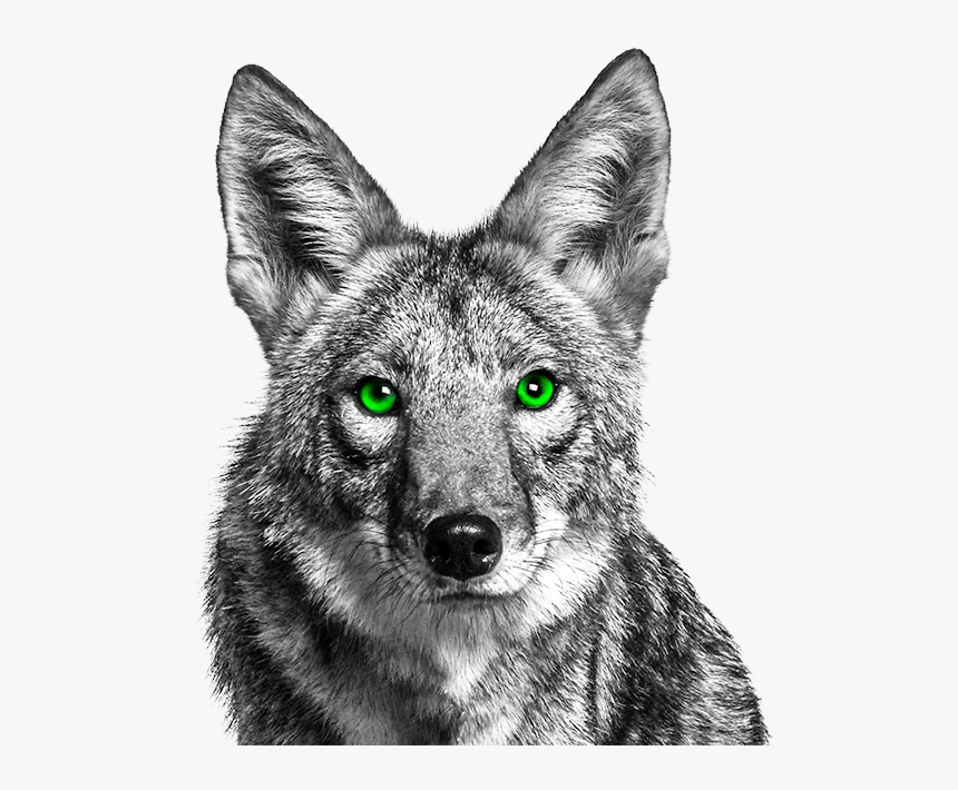 Coyote With Green Eyes, HD Png Download