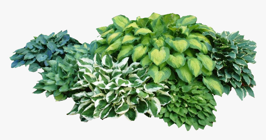 Low Maintenance Garden Plants, HD Png Download