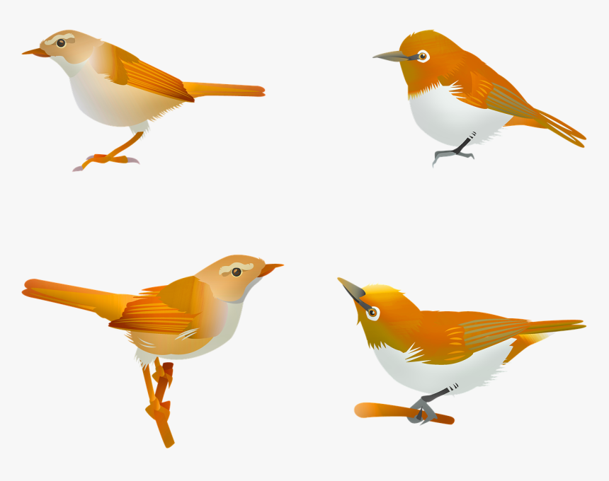 Bird Songbird Sprint Free Photo - うぐいす イラスト フリー 素材, HD Png Download