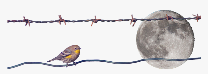 Yellow Rumped Warbler, HD Png Download