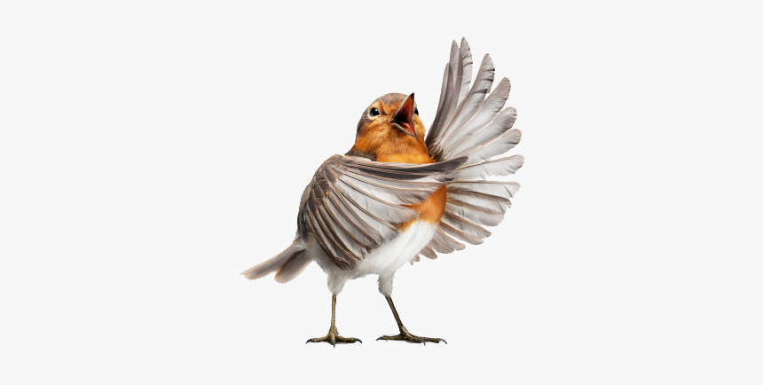#bird#robin - Opera Bird, HD Png Download