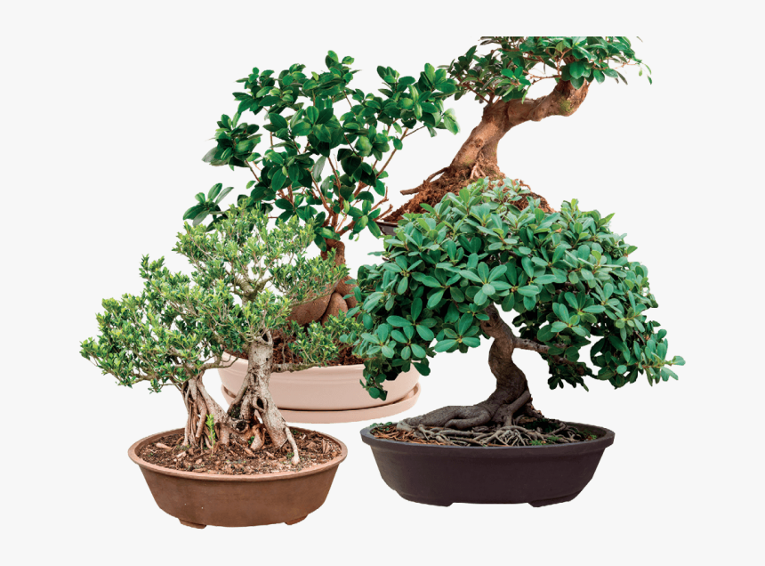 Sageretia Theezans, HD Png Download