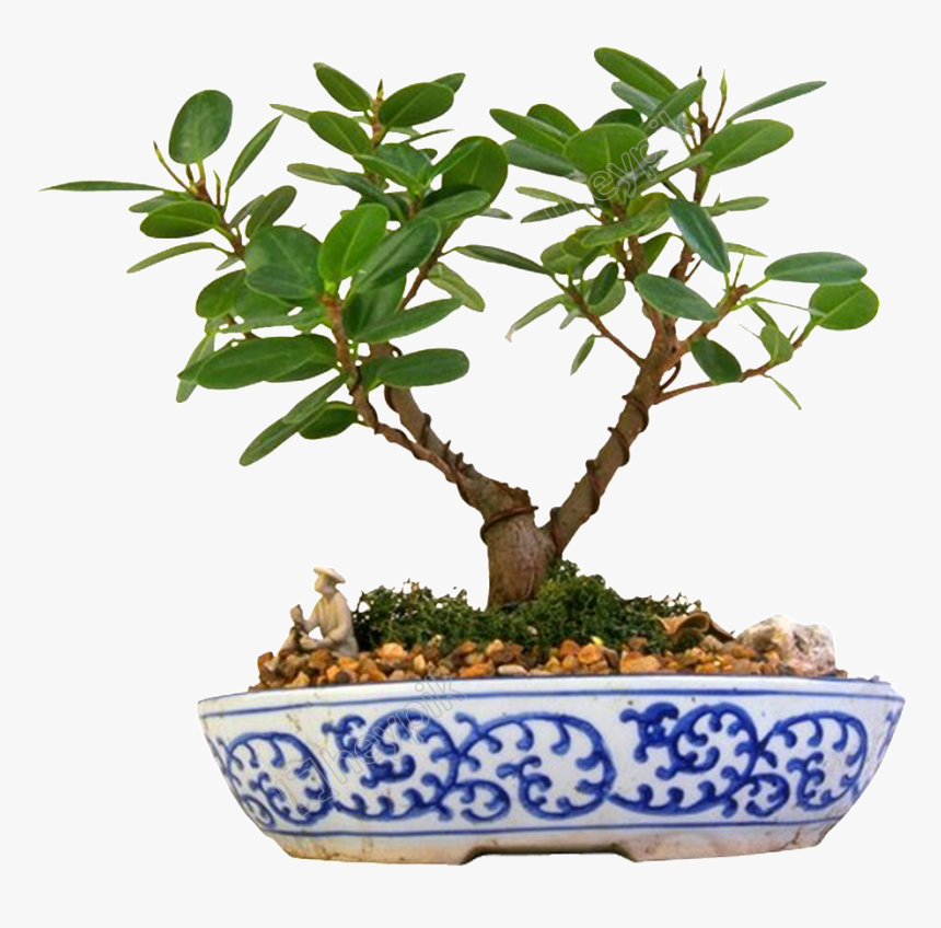 Flor Verde Png Porcelana - Bonsai, Transparent Png