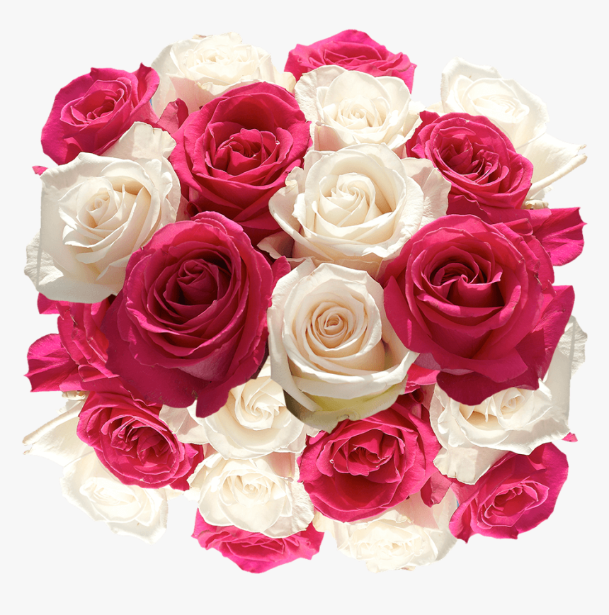 Fresh Cut Roses Hot Pink And White Blooms - Garden Roses, HD Png Download