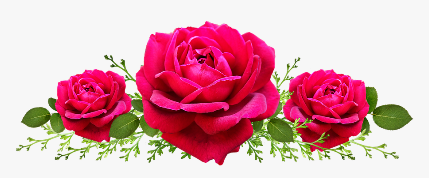 Garden Roses, HD Png Download