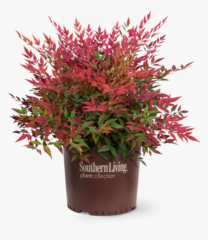 Obsession Nandina In Branded Pot - Obsession Nandina, HD Png Download
